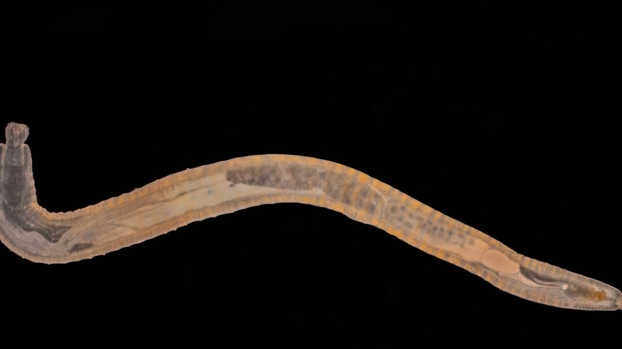 Scientists found an enzyme in a worm that can break down PHAs into smaller molecules that animals can utilize.