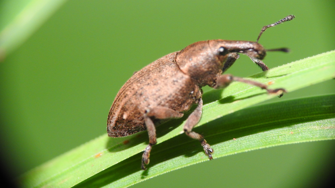 Weevil