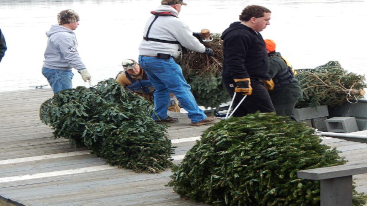 Christmas for the Fish. Image credits: Wikimedia Commons