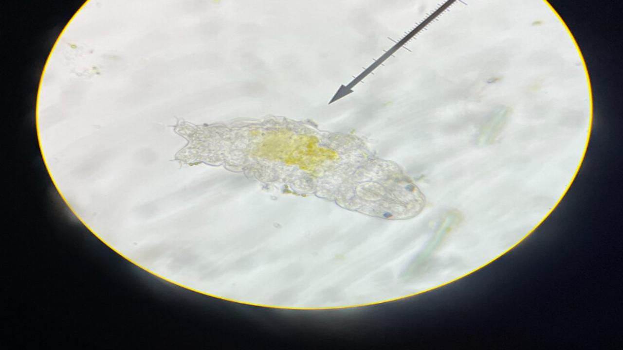 Tardigrade under microscope. Image credits: Wikimedia Commons 