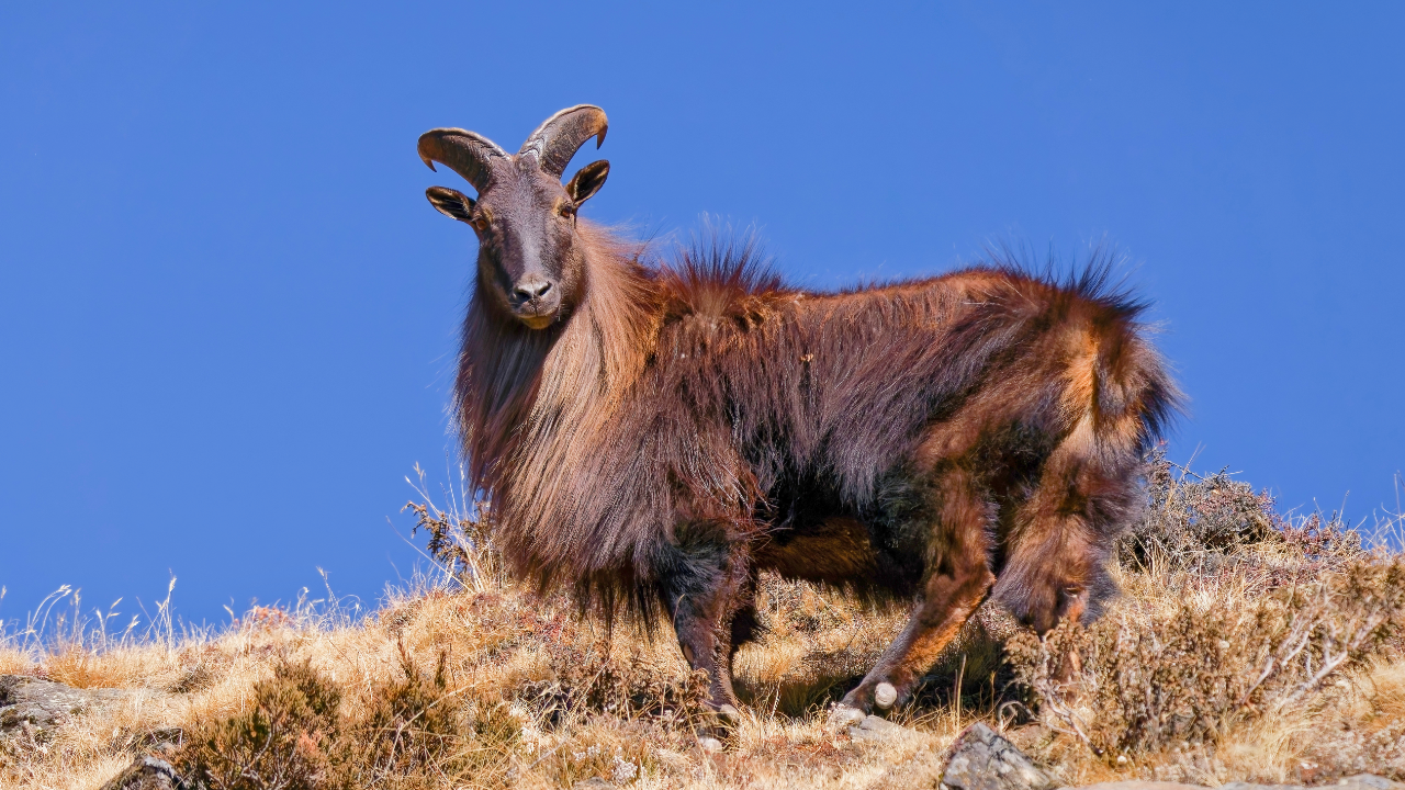A British duke sent six Himalayan tahr to New Zealand in 1904; five survived the voyage, and...