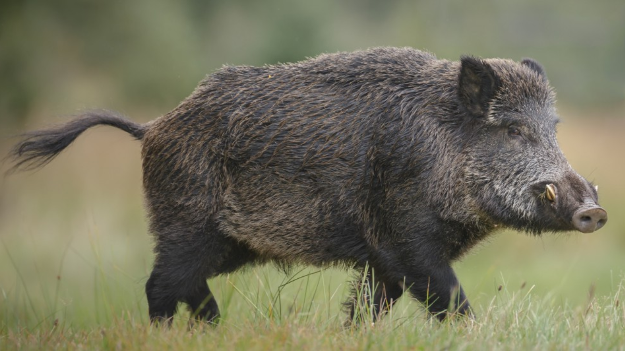 European wild boars escaped a North Carolina hunting ranch in 1912; a century later...