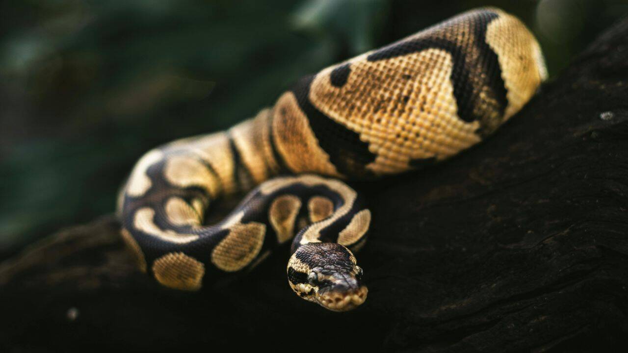 How pythons hunt in the Everglades<br>