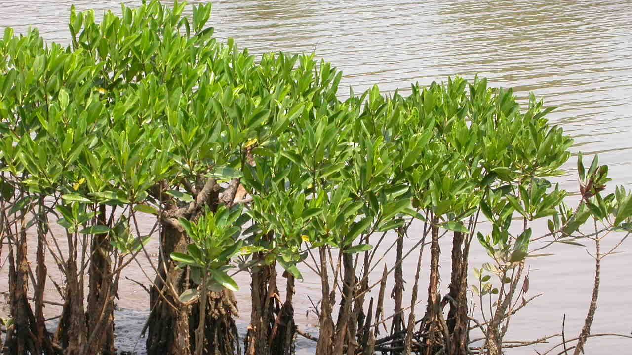 Why are mangroves so important