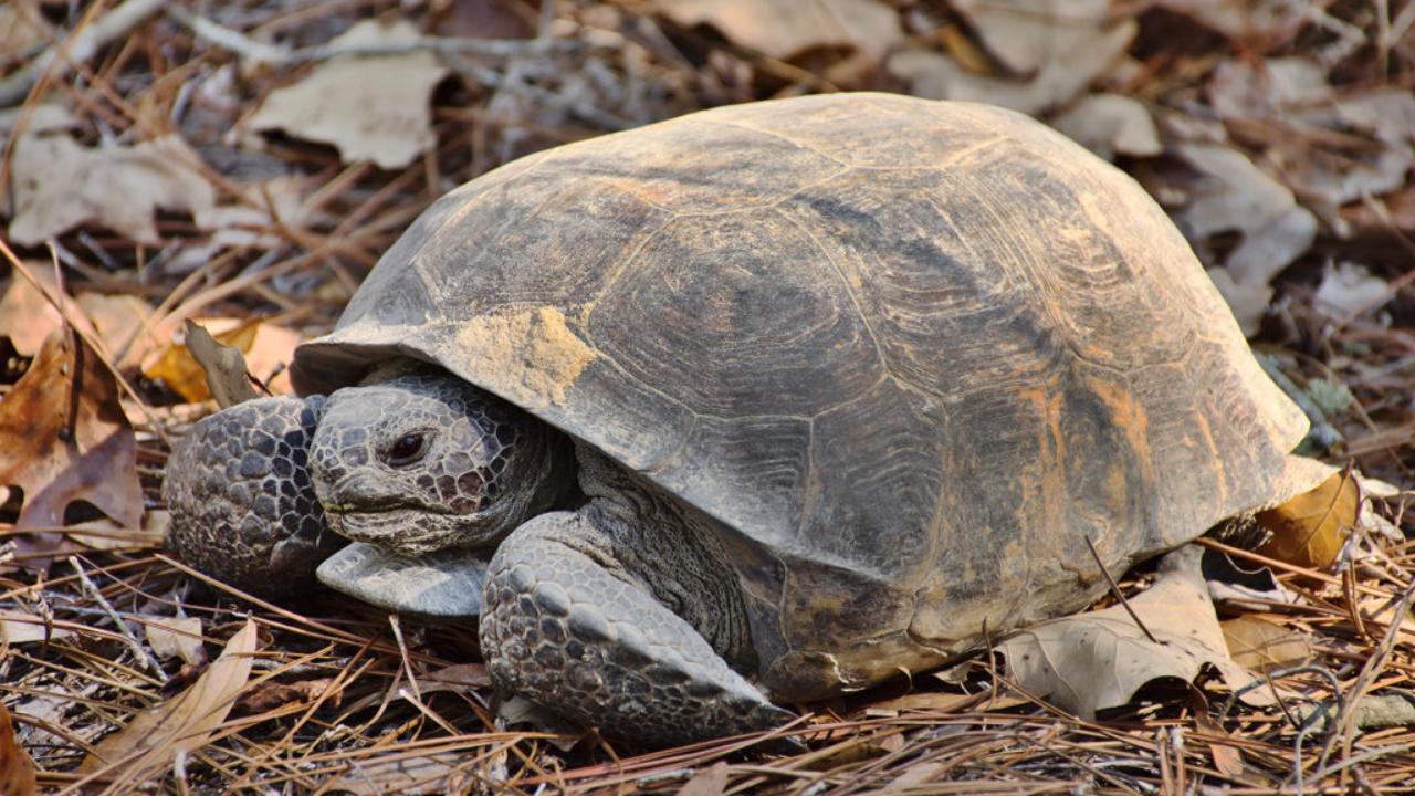Habitat restored for gopher tortoises later became home to 500 endangered frogs