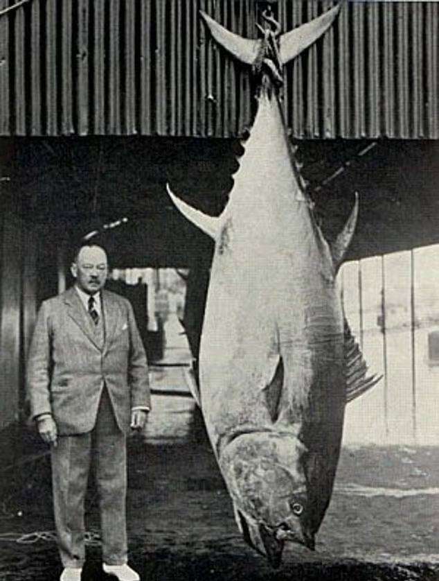 Whitby made fishing history in 1933 when an 851lb (386kg) bluefin tuna was caught off the Yorkshire coast, setting a British record that still forms part of the region’s remarkable tuna legacy.