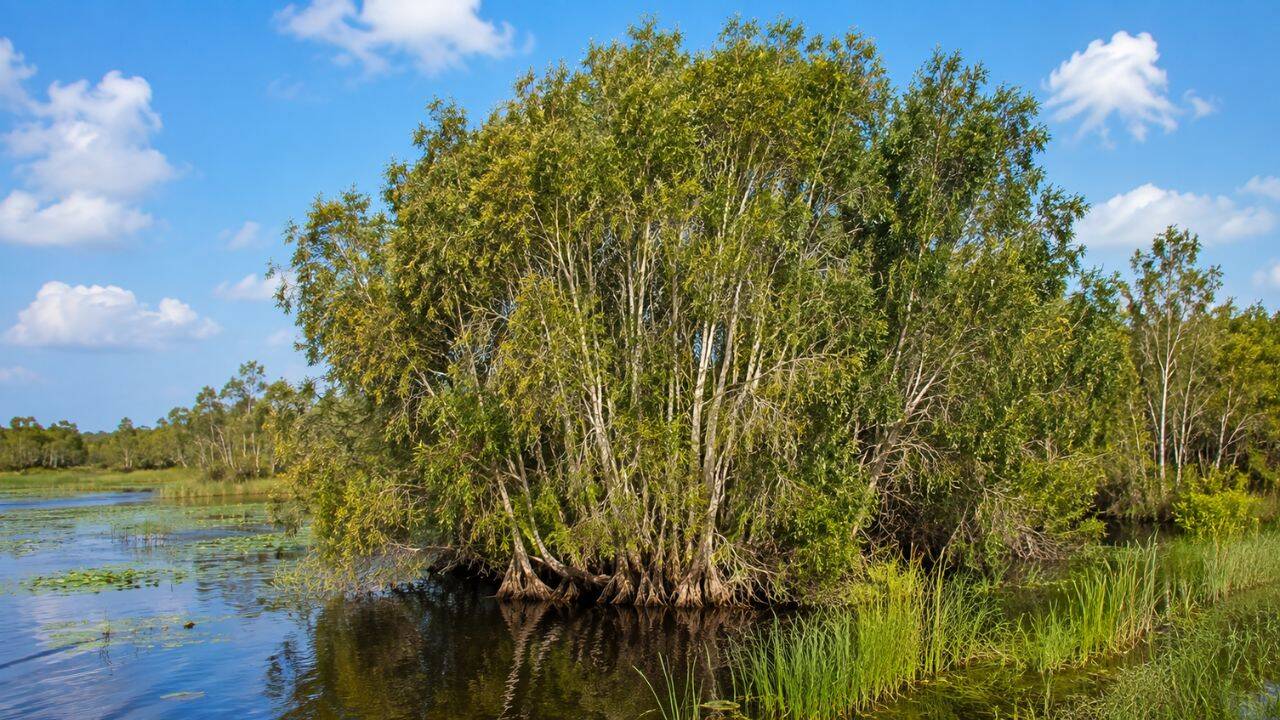How an introduced tree became a Florida problem<br>