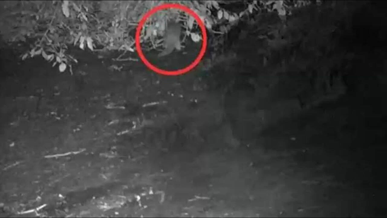 First time in 100 years, North American river otter spotted in the Bronx River: 'I could hardly believe what I was seeing'
