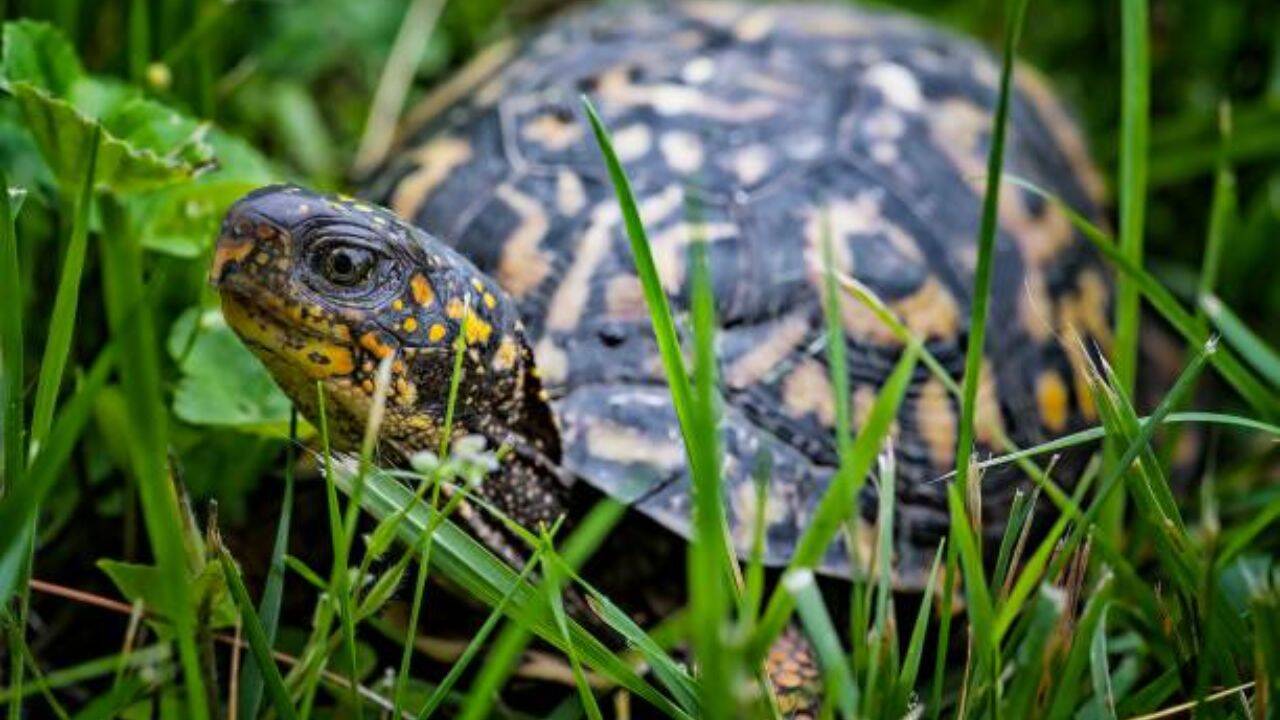 1,256MW nuclear reactor on Lake Erie doubles as wildlife sanctuary