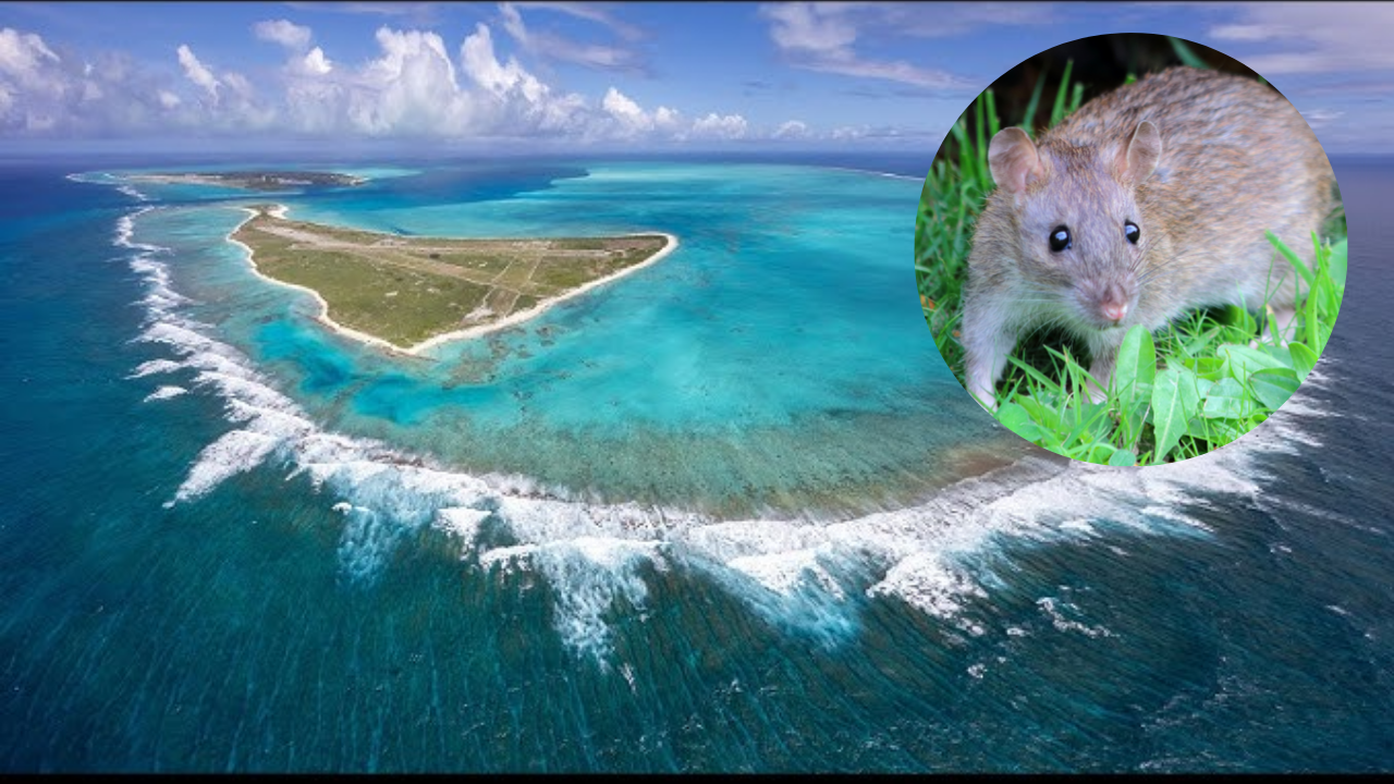 Midway Atoll eradicated invasive rats after Bonin petrels had fallen to fewer than 5,000 nesting pairs