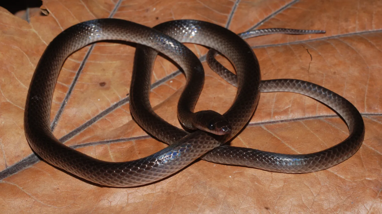 Why scientists named a newly discovered snake after Guns N' Roses' Slash