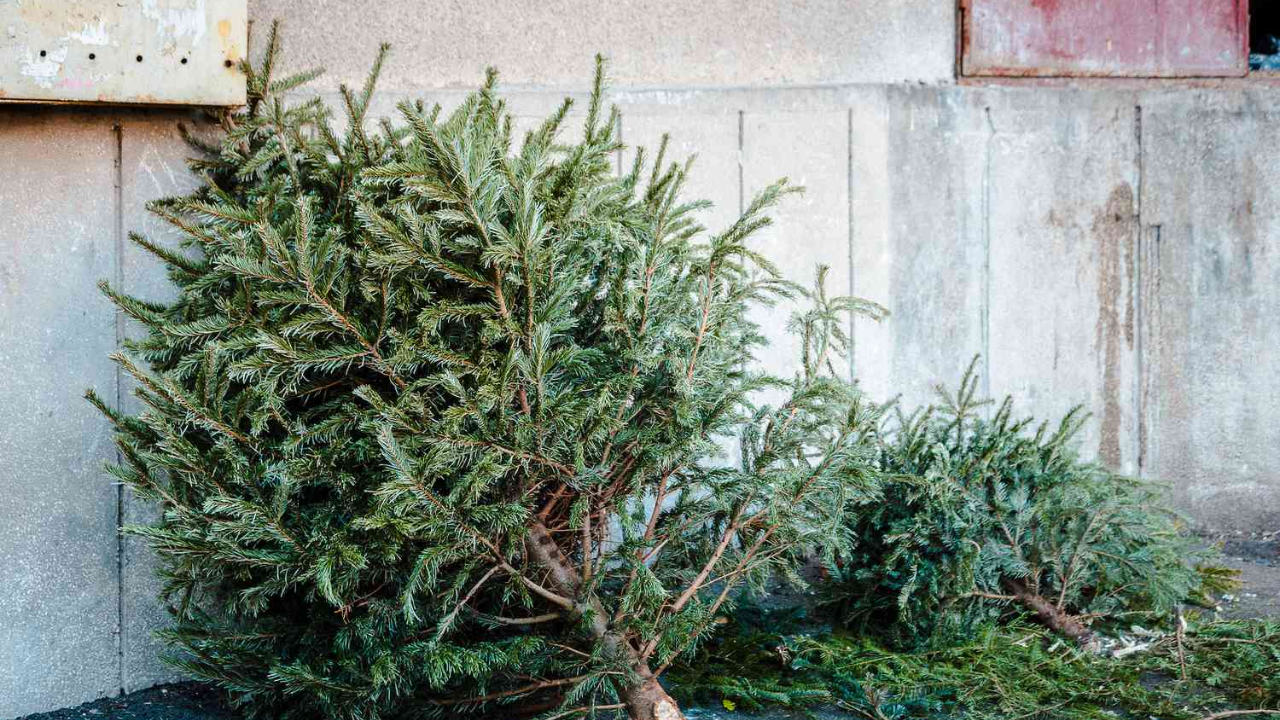 In 2021, Alabama students began placing discarded Christmas trees along dunes to trap sand