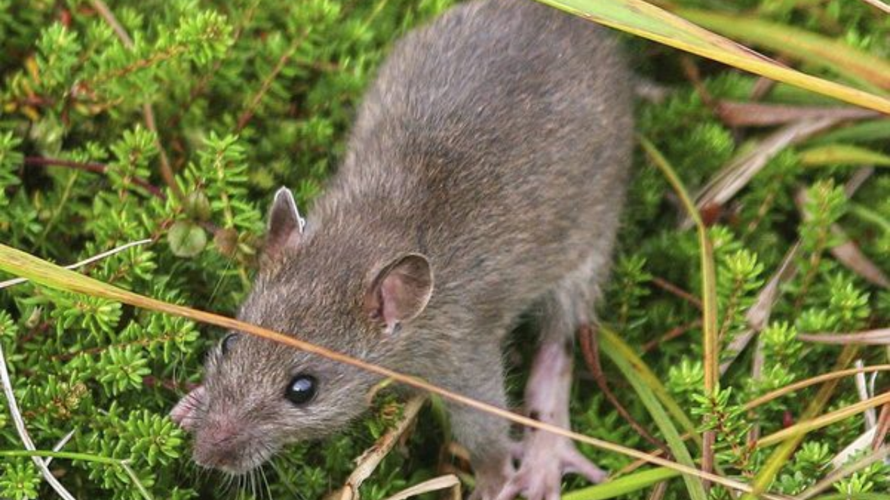 Alaska eradicated rats from a 6,869-acre Aleutian island more than two centuries after they...