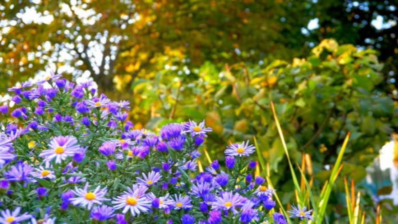 5 Plants to grow now for beautiful blooms through fall