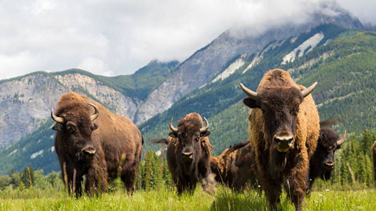 Mexico brings back bison 160 years after extinction; 47 animals are restoring the ecosystem