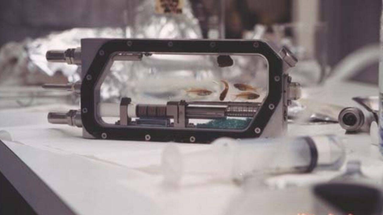 Four medaka fish flew into space in 1994; 43 eggs were laid and eight baby fish hatched