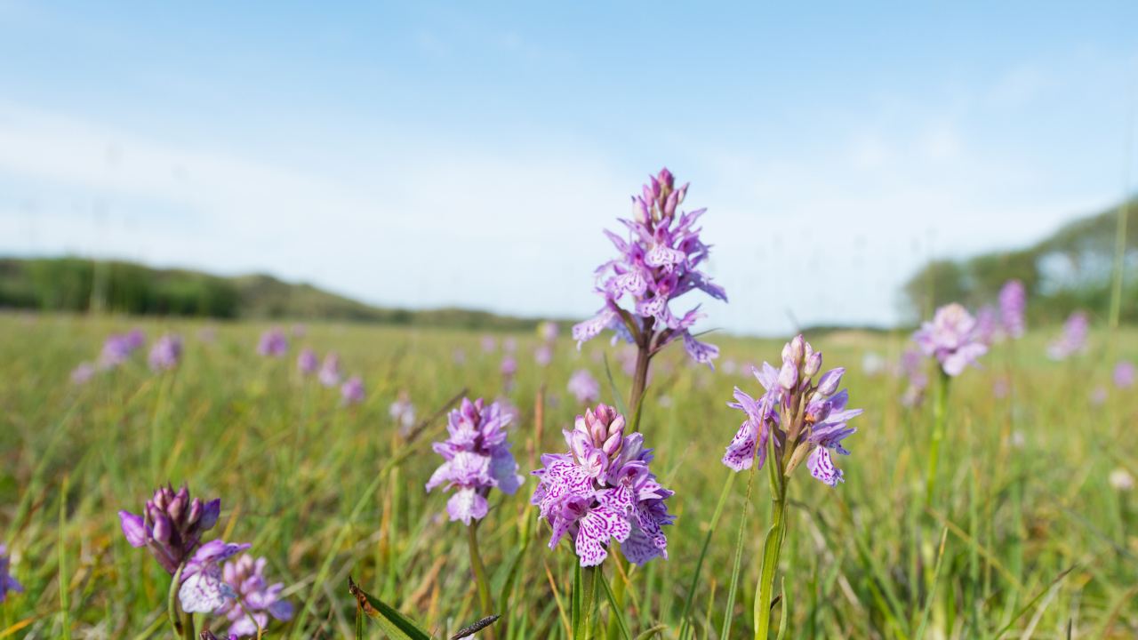Norfolk Field Regenerates Naturally: unfarmed plot becomes orchid-rich meadow; study backs passive rewilding