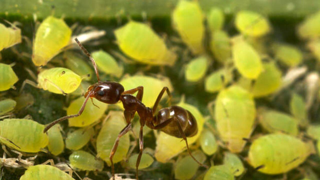 Invasive Argentine ants are defending other pests in California, troubling farmers and leaving natives hungry