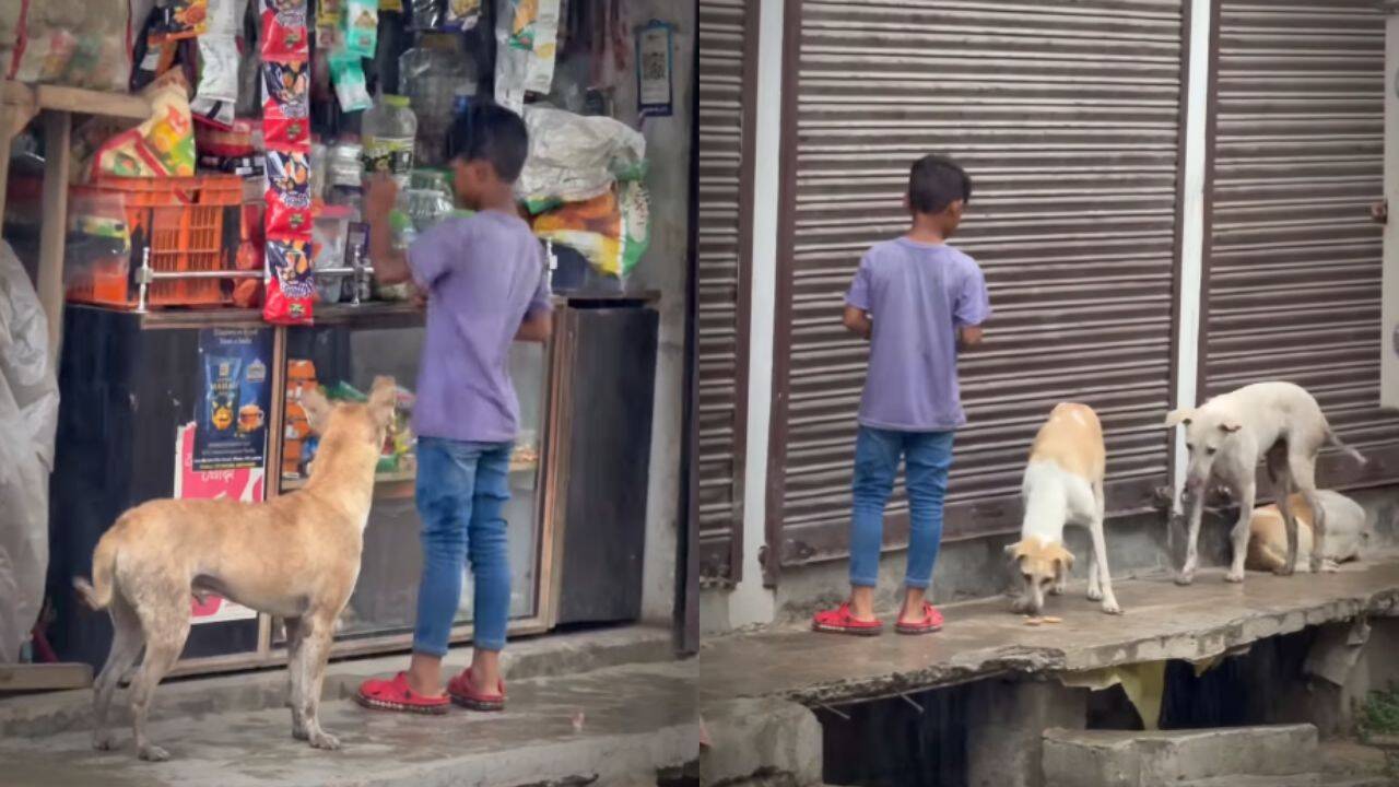 Boy’s Quiet Morning Ritual: child feeds stray dogs at 6 am; viral Instagram video inspires viewers