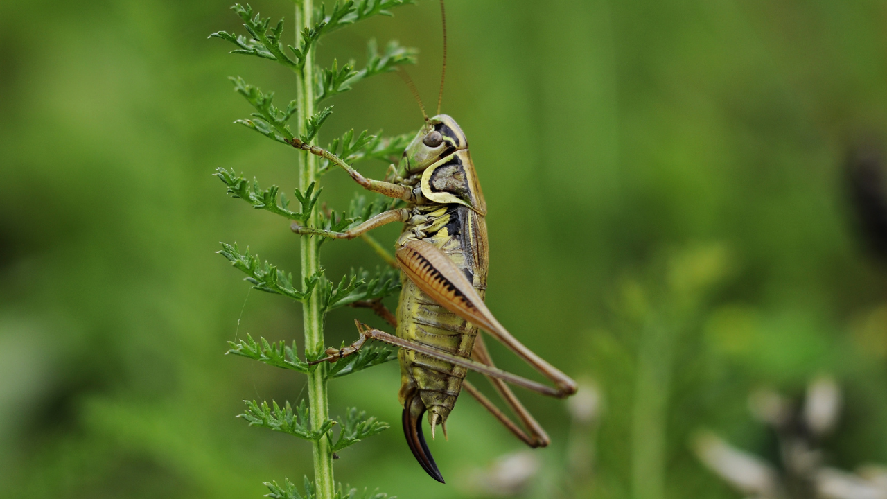 ISS cricket experiment found microgravity-exposed larvae hatched earlier than ground controls