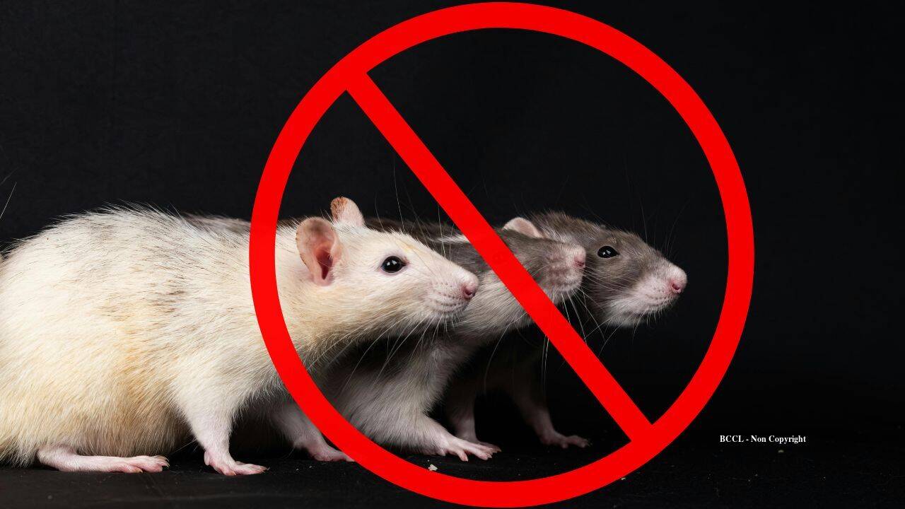 New Zealand removes rats from island, sparking dramatic saddleback recovery