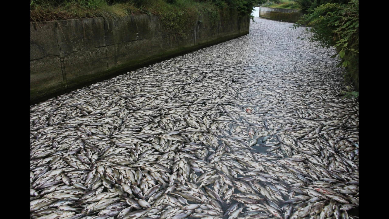 Tons of fish die in Polish canal as toxic algae bloom spreads alarm