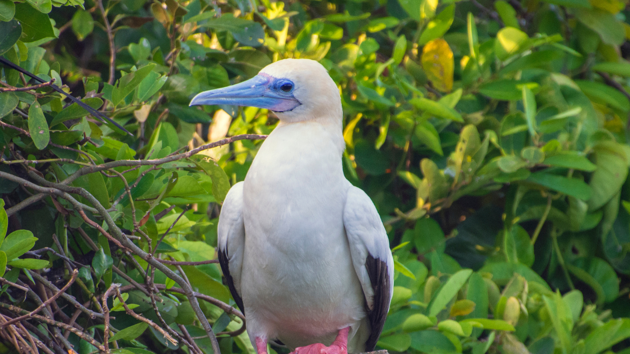 From flamingos to puffins: 5 birds whose beaks look hand-painted by an artist