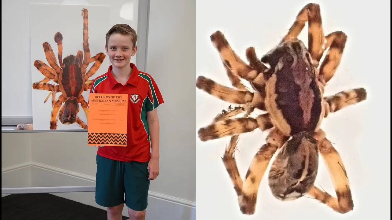 10-year-old found mystery spider; scientists later named new species after him