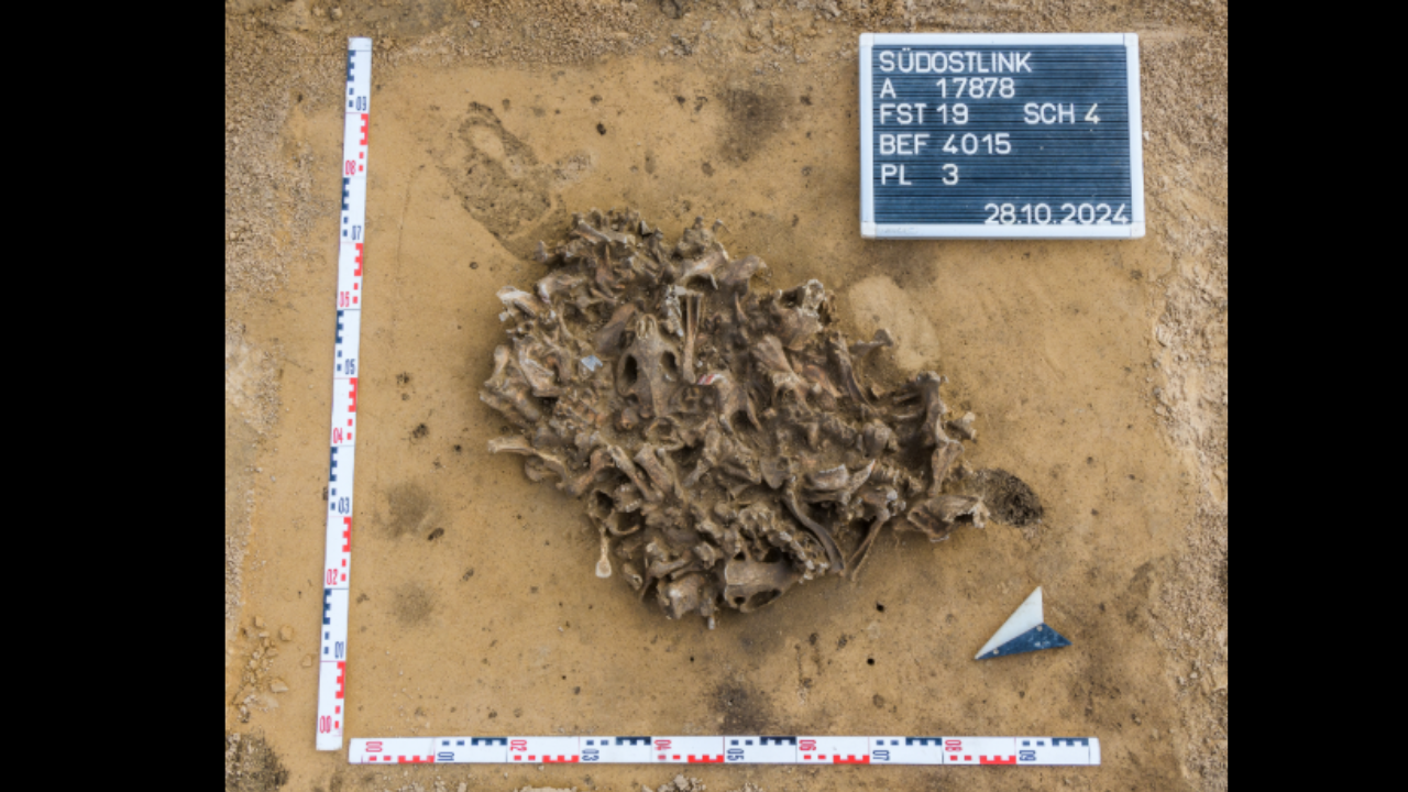 7,000-year-old beaver bone pit reveals how Europe’s first farmers used animal fur