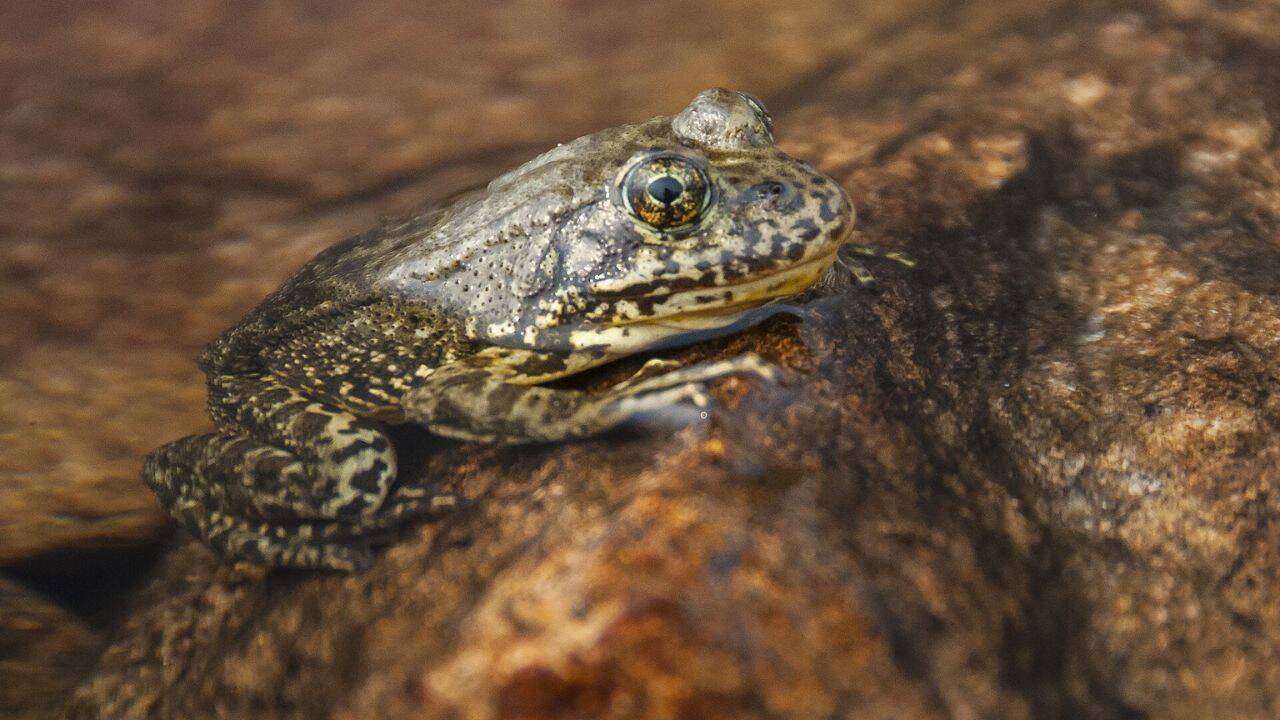 Why Dumping Thousands of Endangered Frogs Into a Broken Habitat is Pure Theater