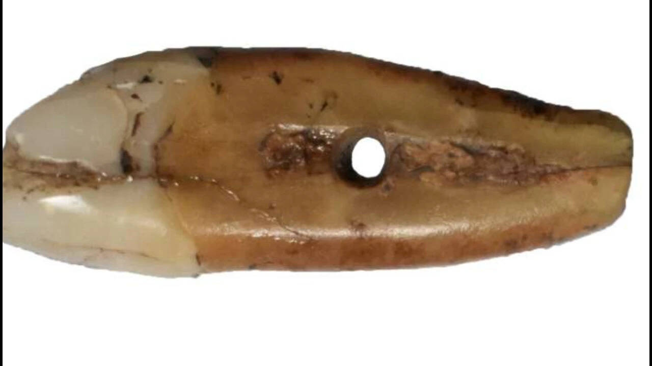 6,500-year-old human tooth found in Serbian museum collection