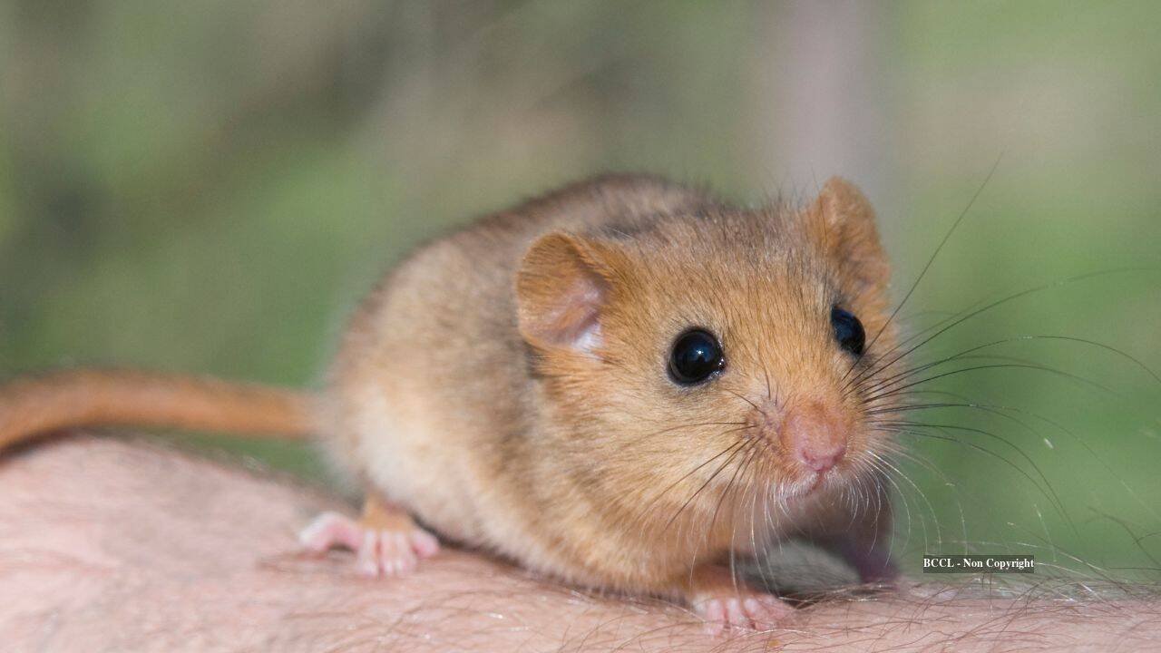 How 23,000 edible dormice became a problem for Britain
