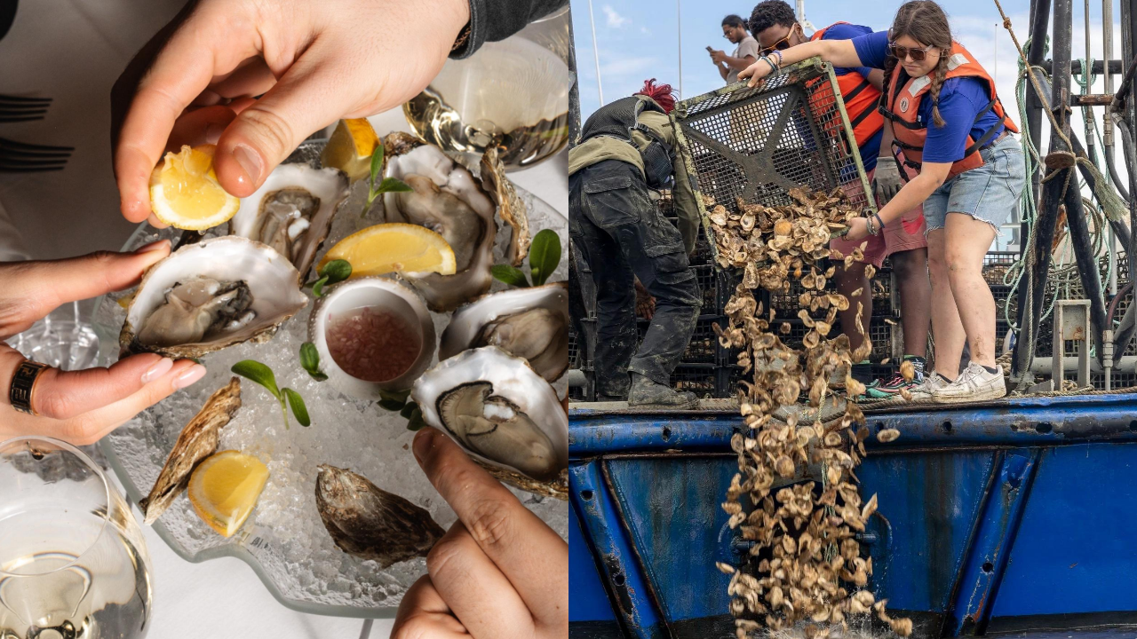 New York City restaurants save 800 pounds of oyster shells daily to rebuild reefs