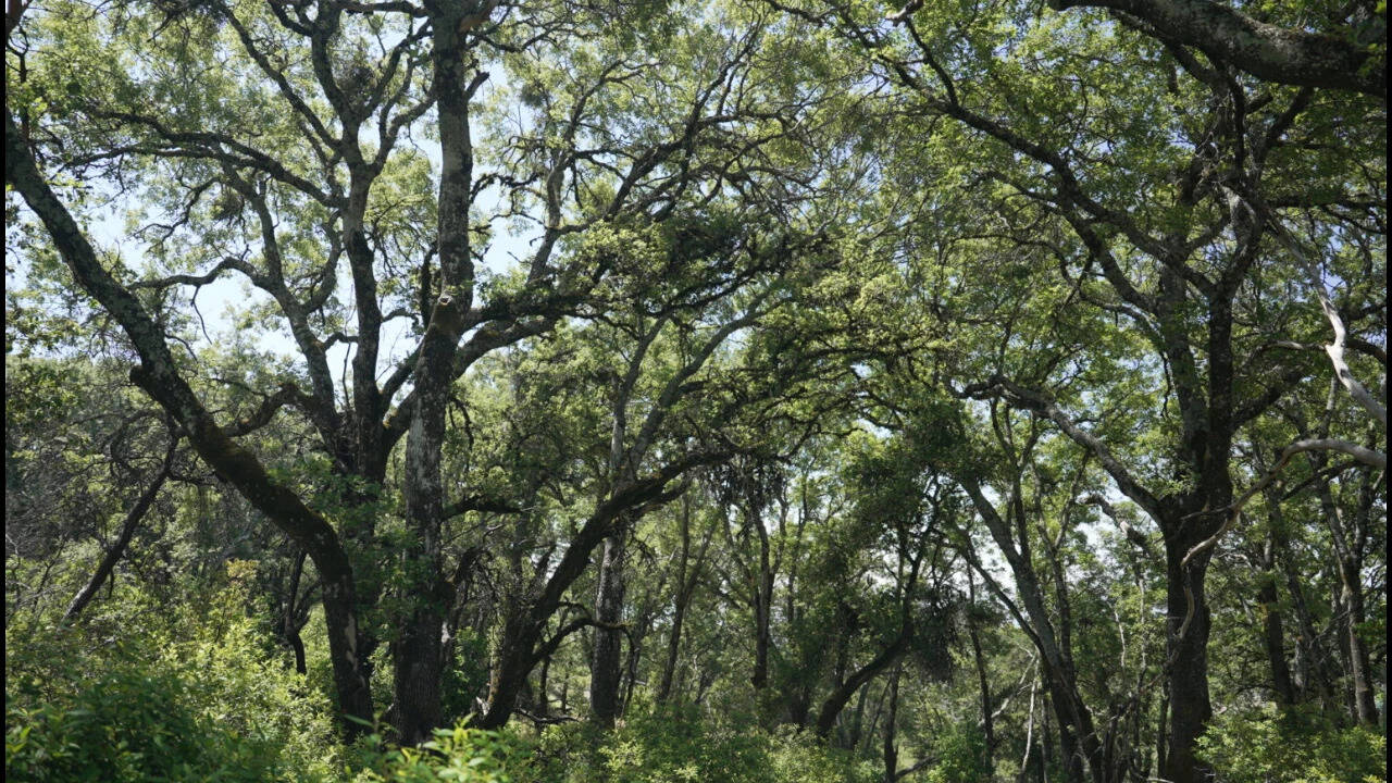 2,300-acre Napa Ranch bought for $24M after 17-year vineyard battle