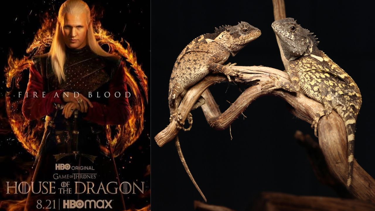 New dragon species named after House of the Dragon’s Syrax in Thailand
