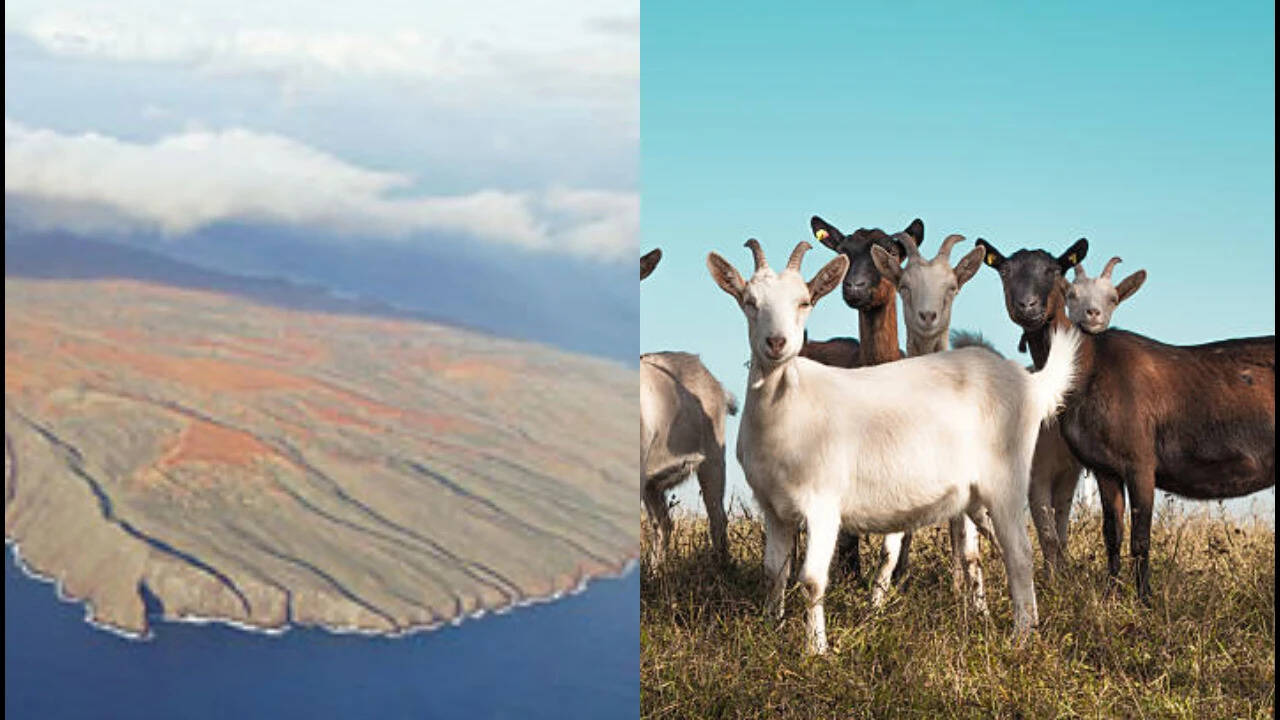 50,000 goats once ravaged Hawaii’s Kahoʻolawe island before eradication