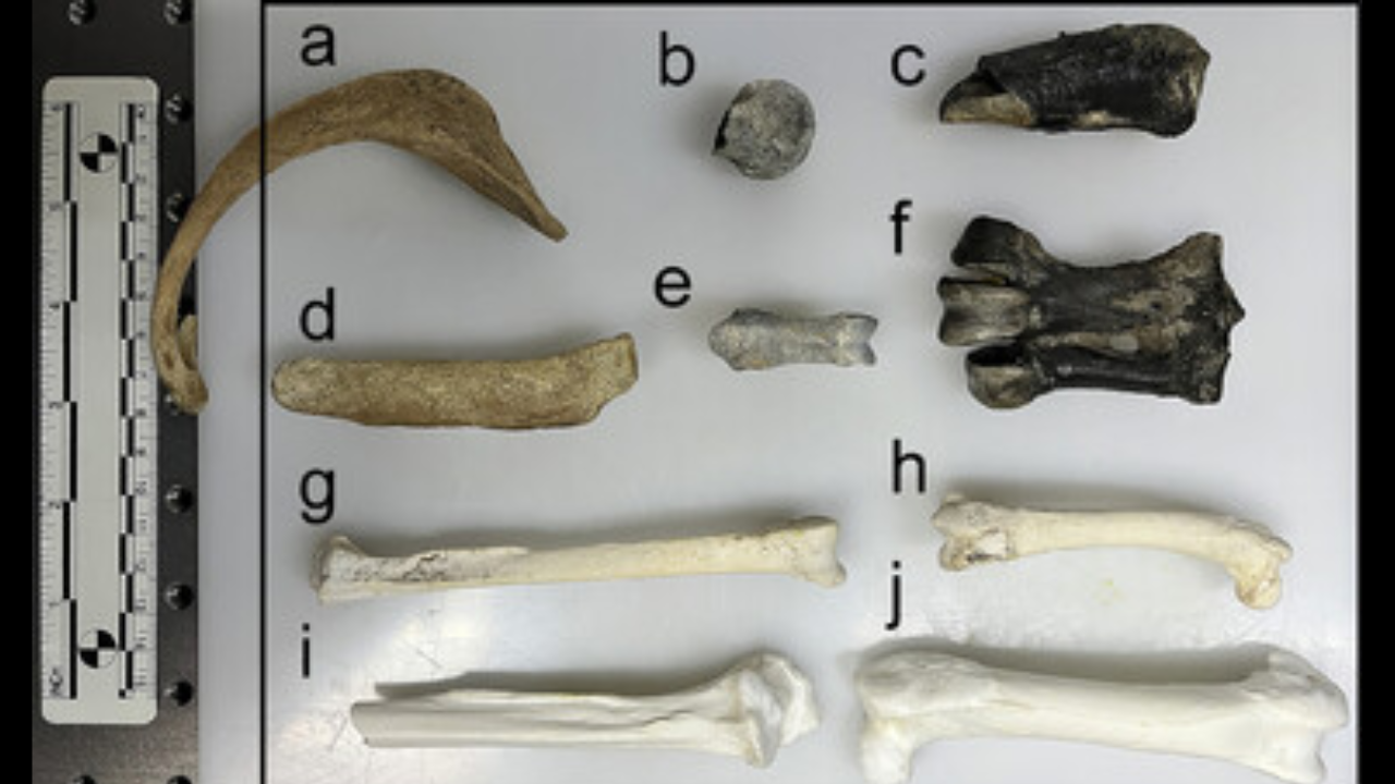55-million-year-old penguin fossils reveal chemical clues about Antarctica before freezing