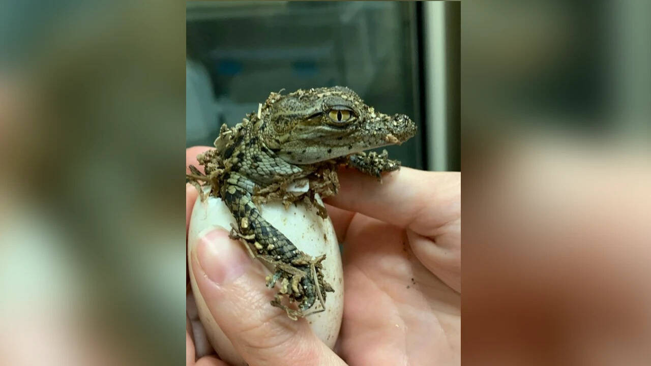 France heatwave: 10 Nile crocodiles hatch on their own for the first time