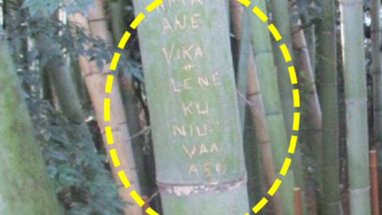 Kyoto moves bamboo beyond visitors' reach after 350 stalks are vandalised