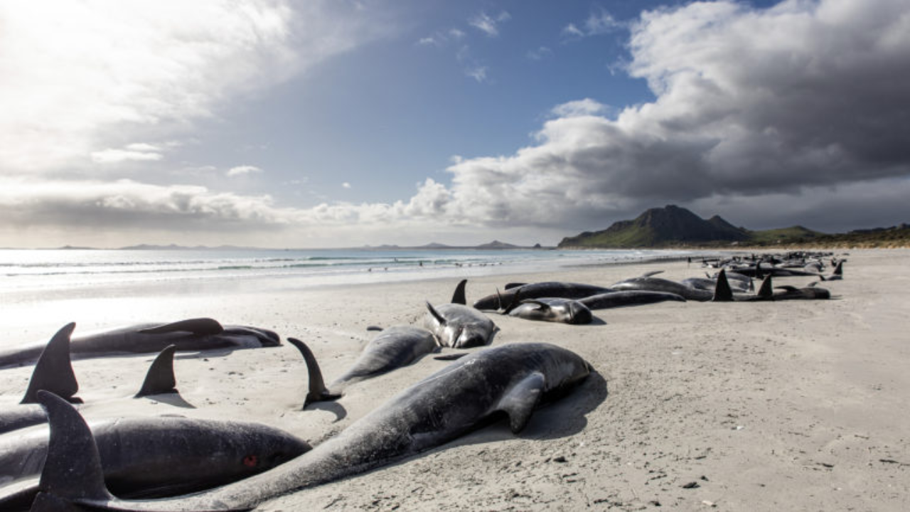 Researchers examined whales stranded around Hawaii that had swallowed marine debris, including...