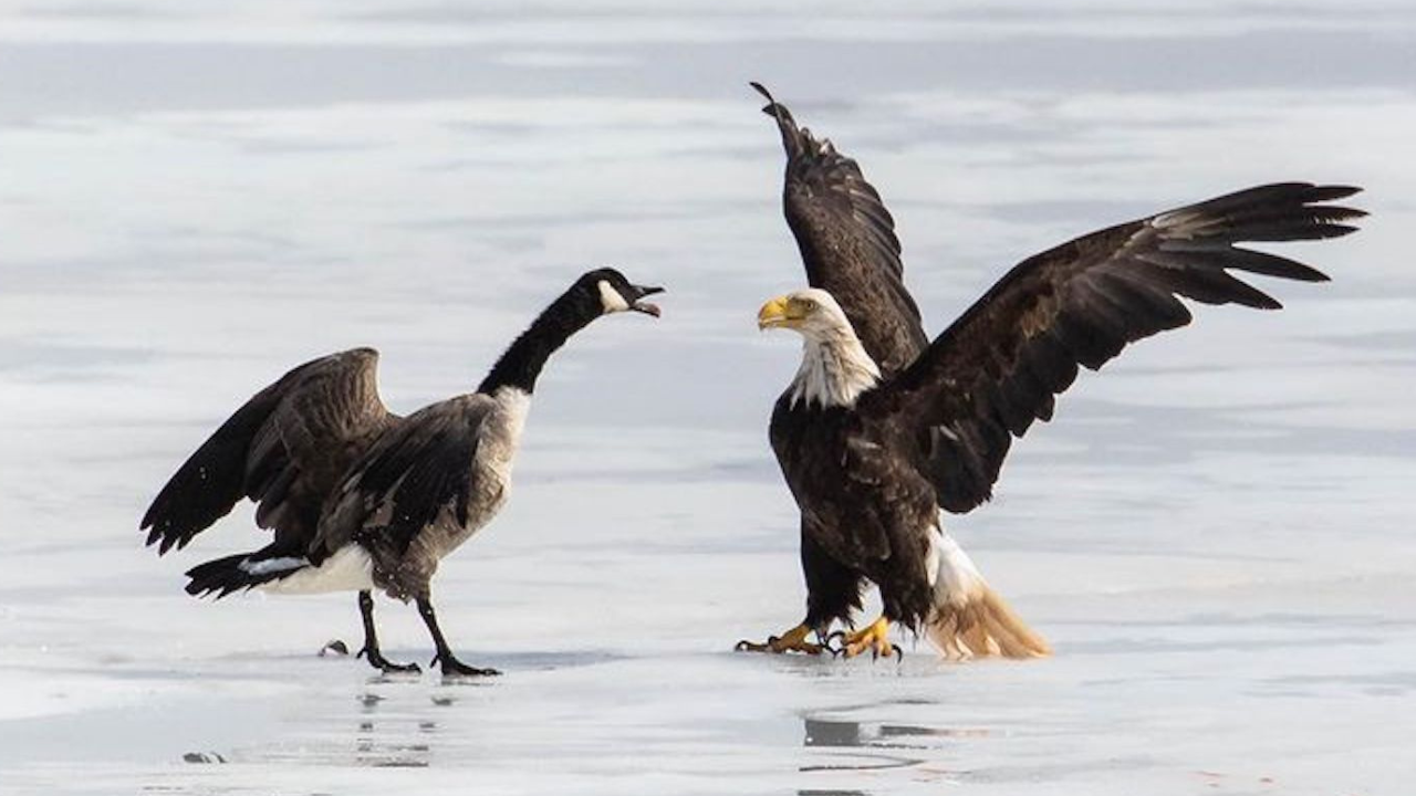 American eagle vs Canadian goose: How a Goan photographer's US retreat was edited out