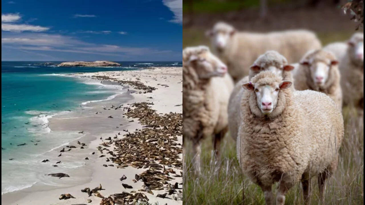 45 sheep brought to San Miguel Island grew to 6,000 in just 12 years