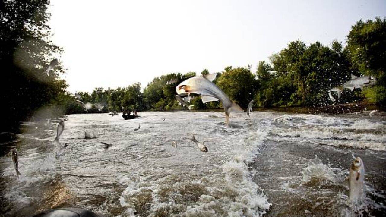Minnesota removed common carp; lake clarity rose nearly 600% afterward