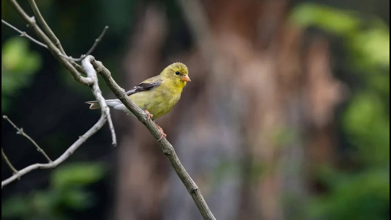 Virginia farmer helps create 2,500-acre wildlife corridor through conservation