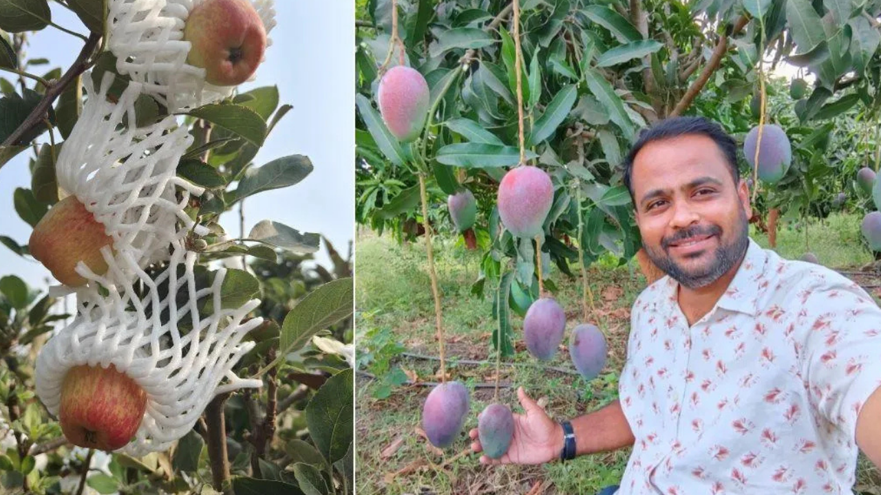 Engineer Grows Apples Commercially: low-chill crop thrives in 44°C; offers another possibility
