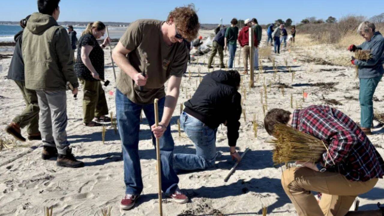 Maine students rebuild dunes washed away by 2024 storms, plant 20,000 grass stalks along the beach