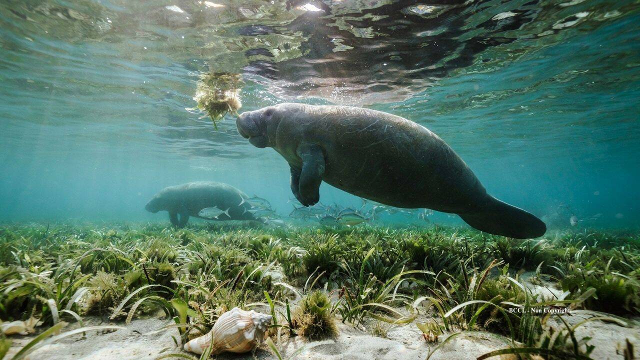 Rare manatees spotted along Texas coast prompt warnings for boaters