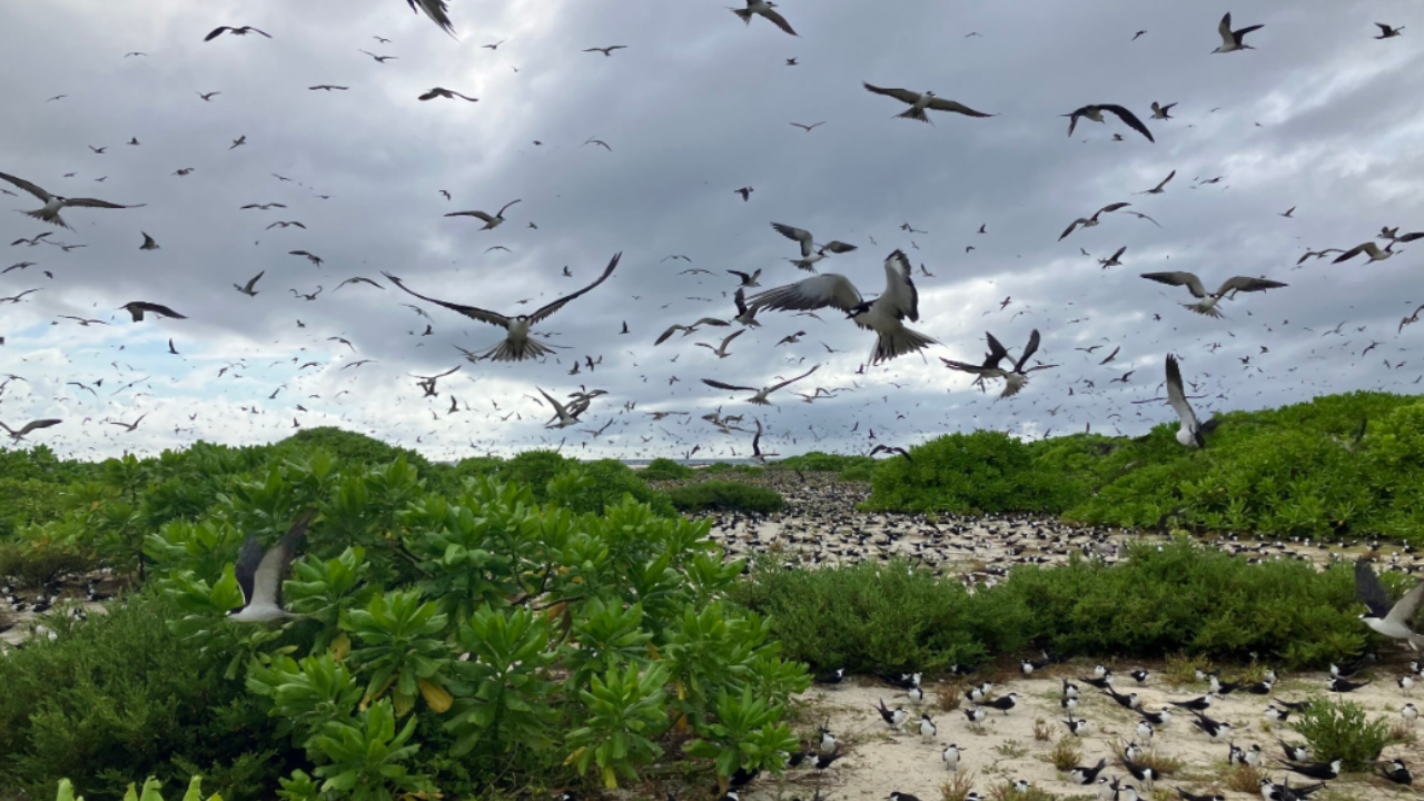 In 1967, Guy Savy bought a Seychelles island; after restoring nesting habitat, its sooty tern colony...