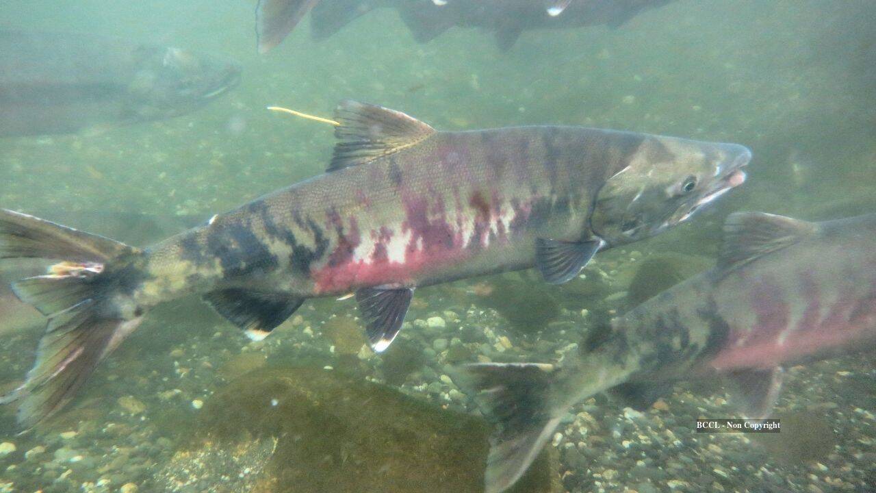Washington watershed sees chum salmon surge as river restoration nears completion