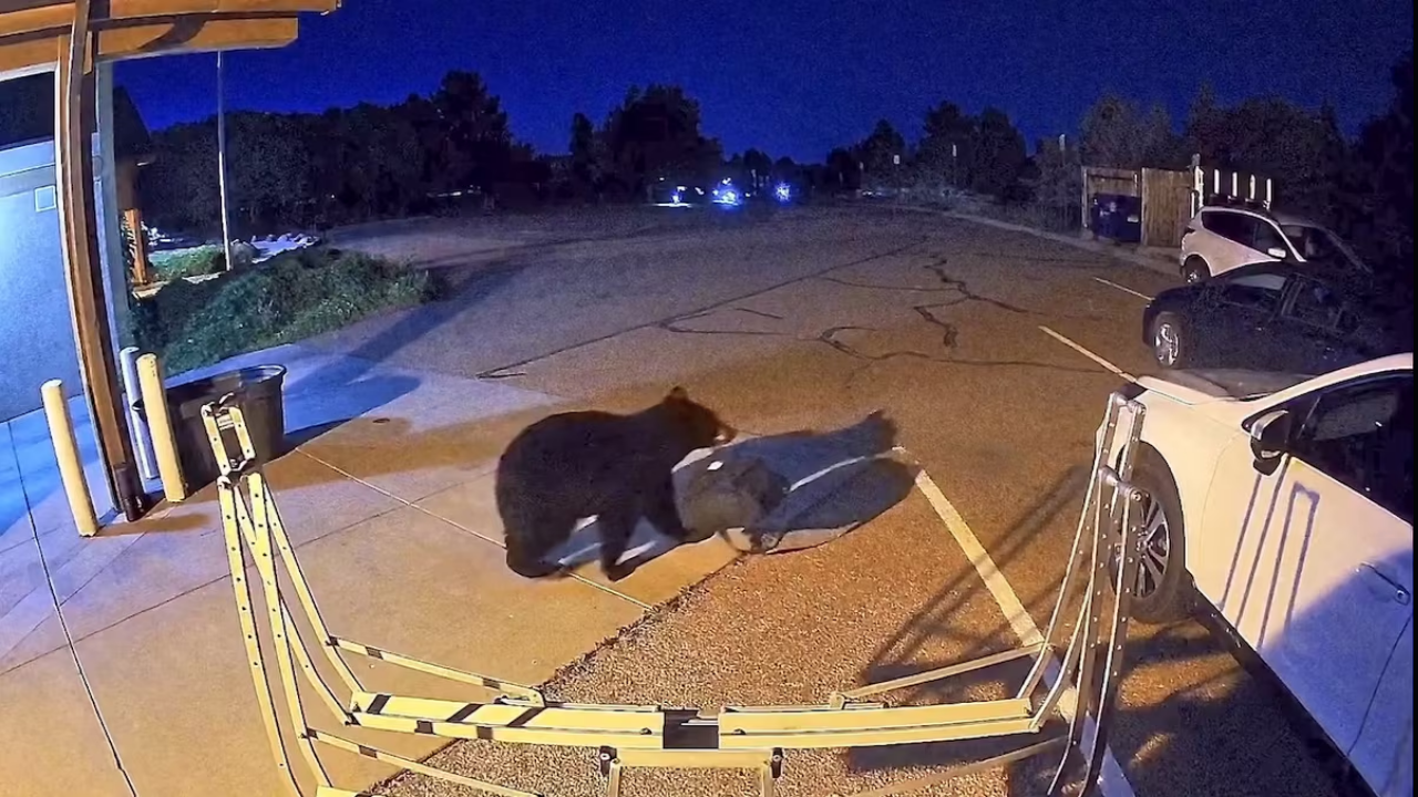 Colorado has logged more than 7,000 bear sightings in 2026, topping its previous full-year record